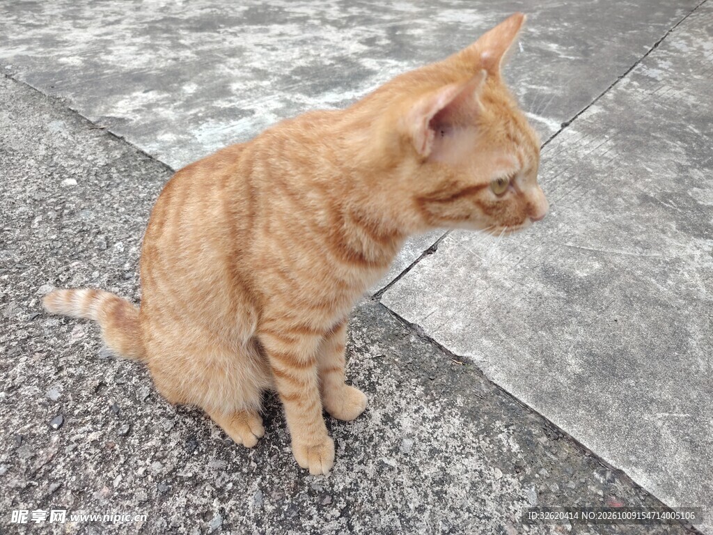 张嘴的小橘猫
