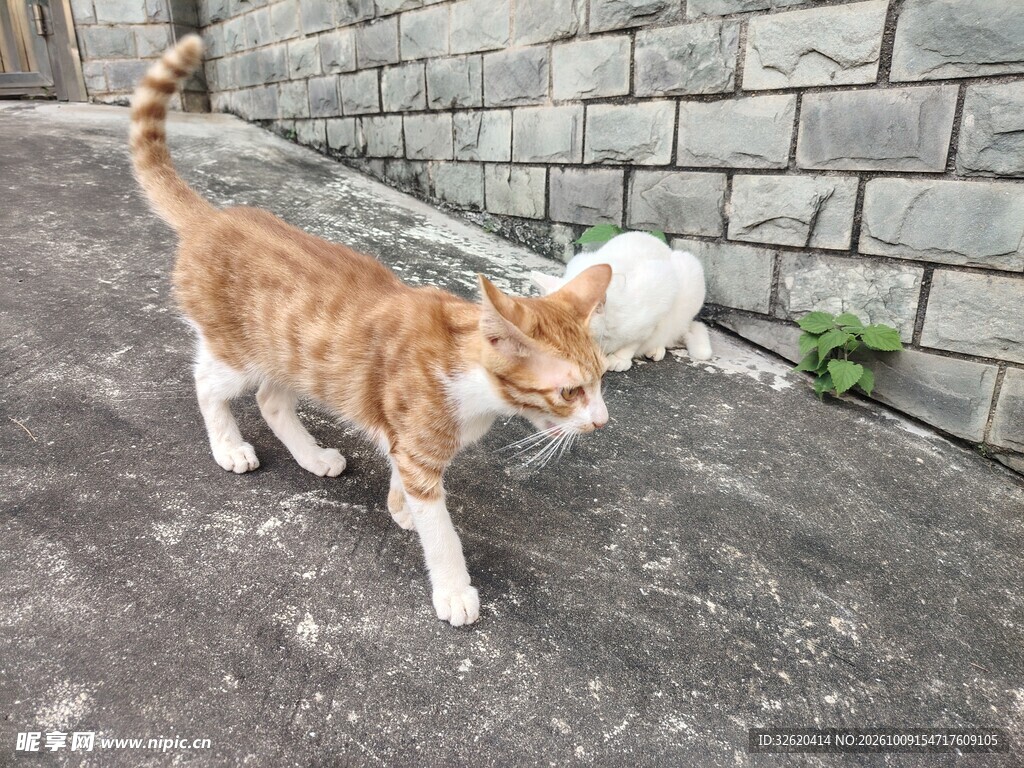 街边散步的小橘猫