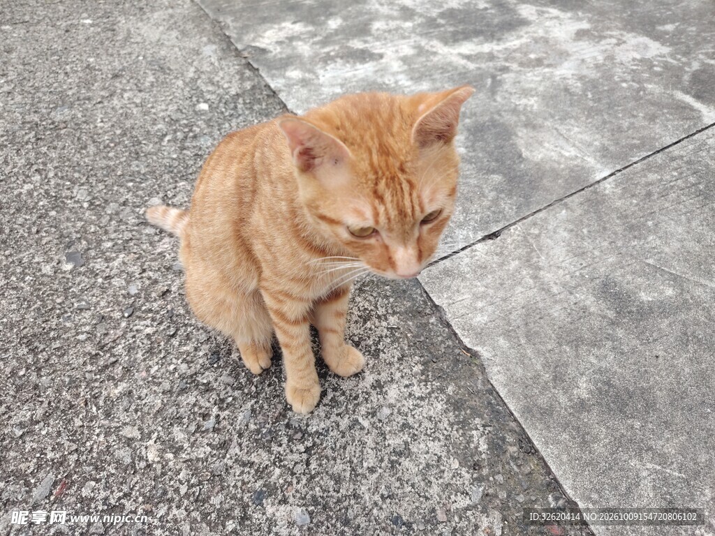 蹲坐的小橘猫