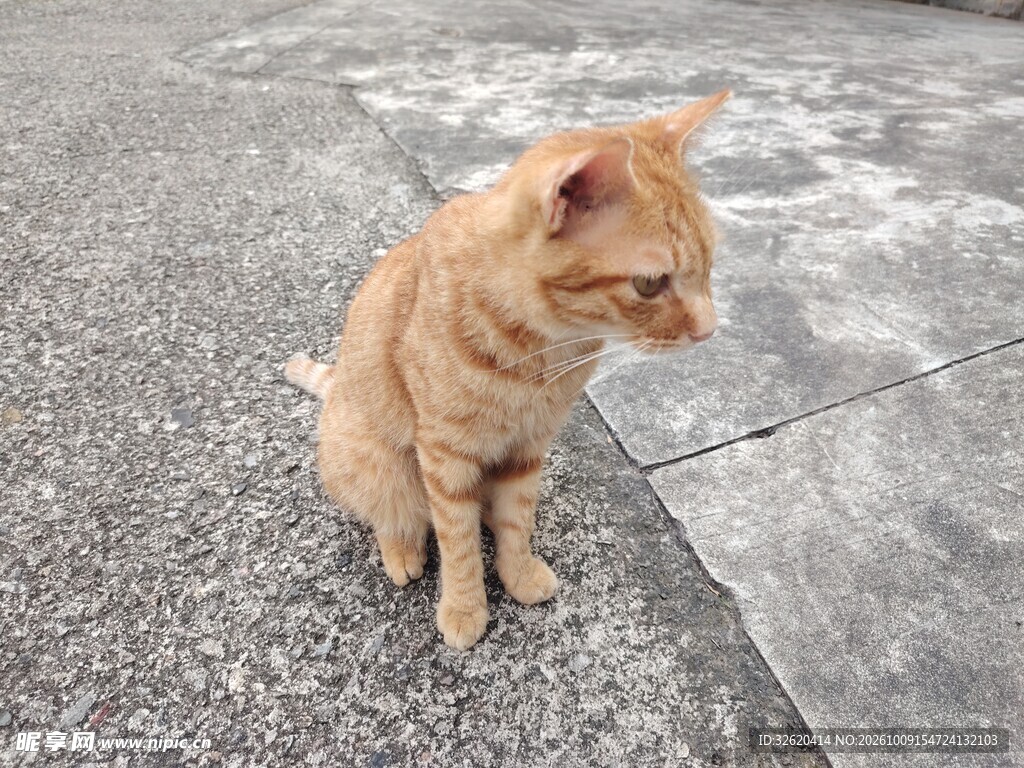 街边小橘猫