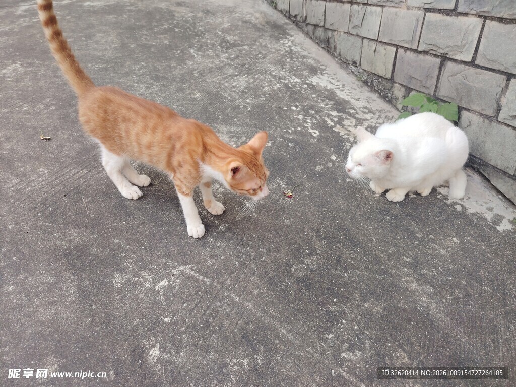 橘猫