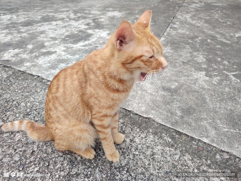 打哈欠的小橘猫