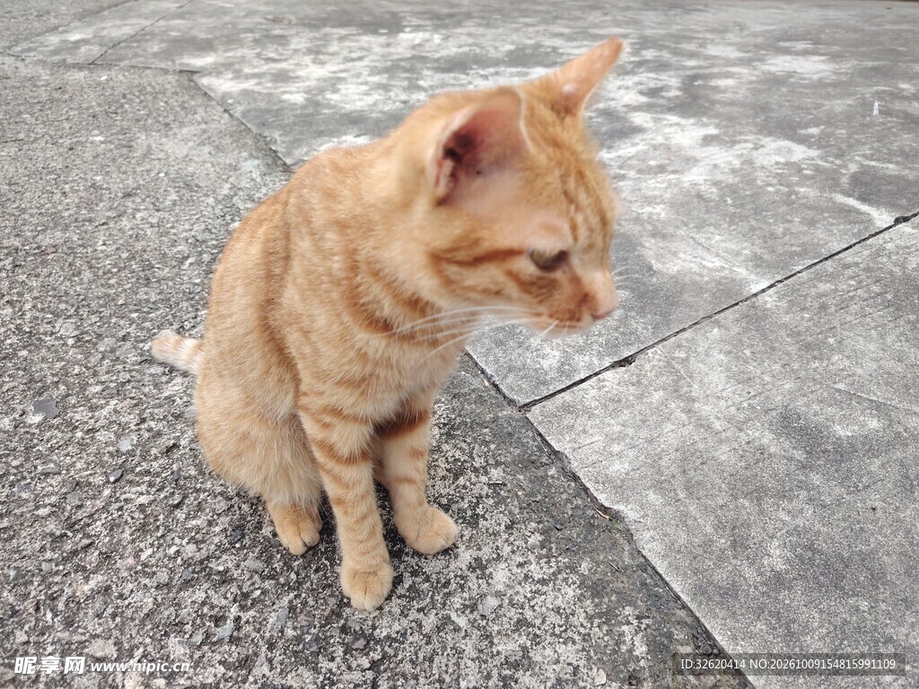 张嘴的小橘猫