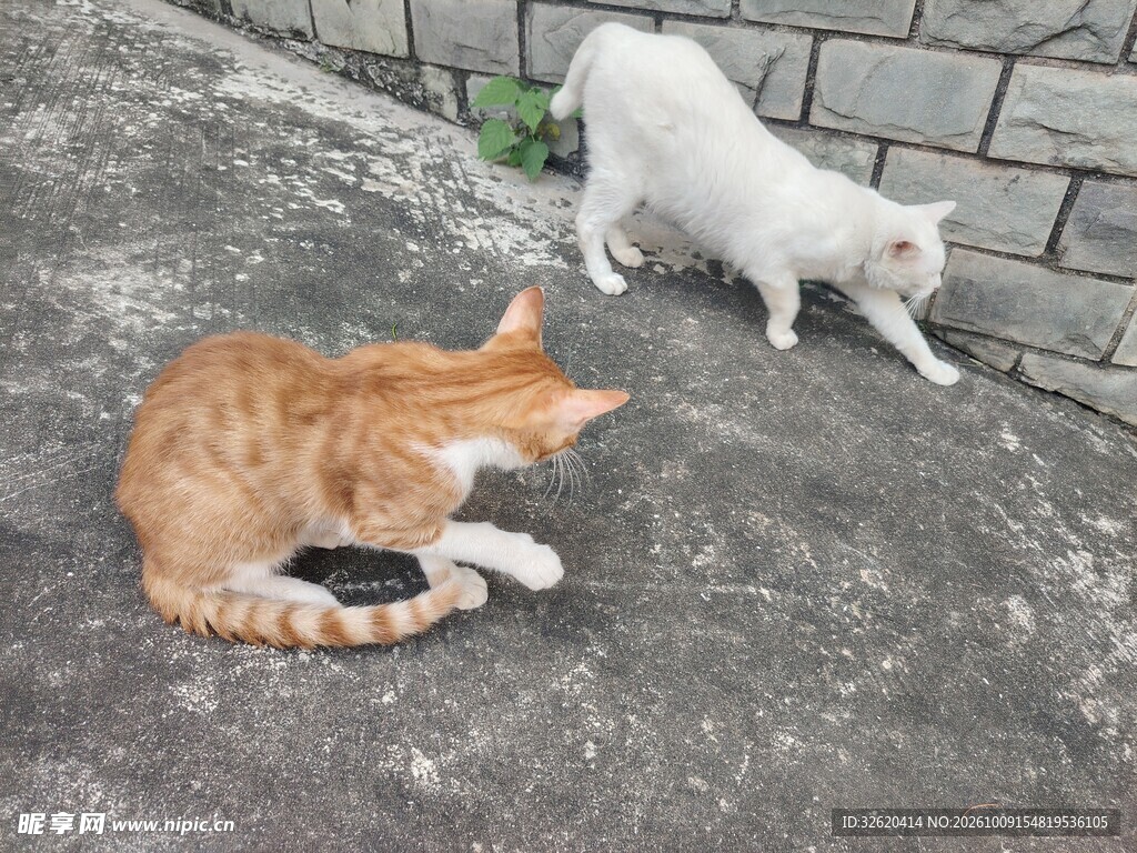 墙角嬉戏的两只小猫