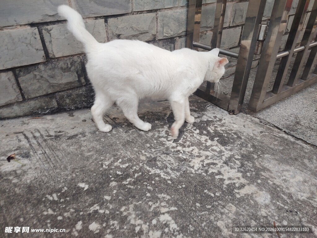 墙边行走的白色猫咪