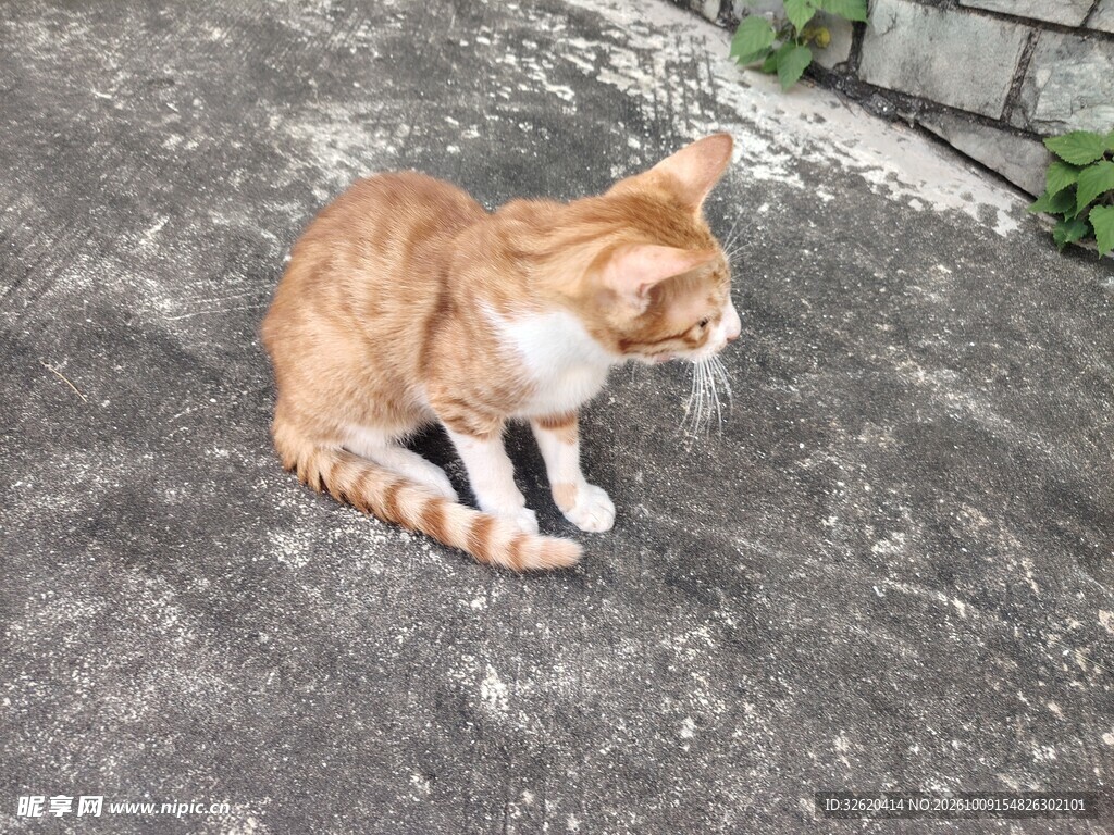 户外蹲坐的橘猫