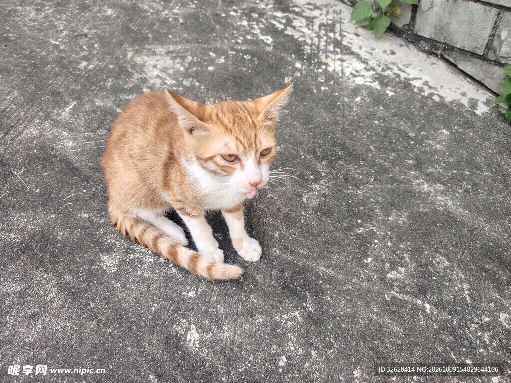 户外蹲坐的橘白小猫