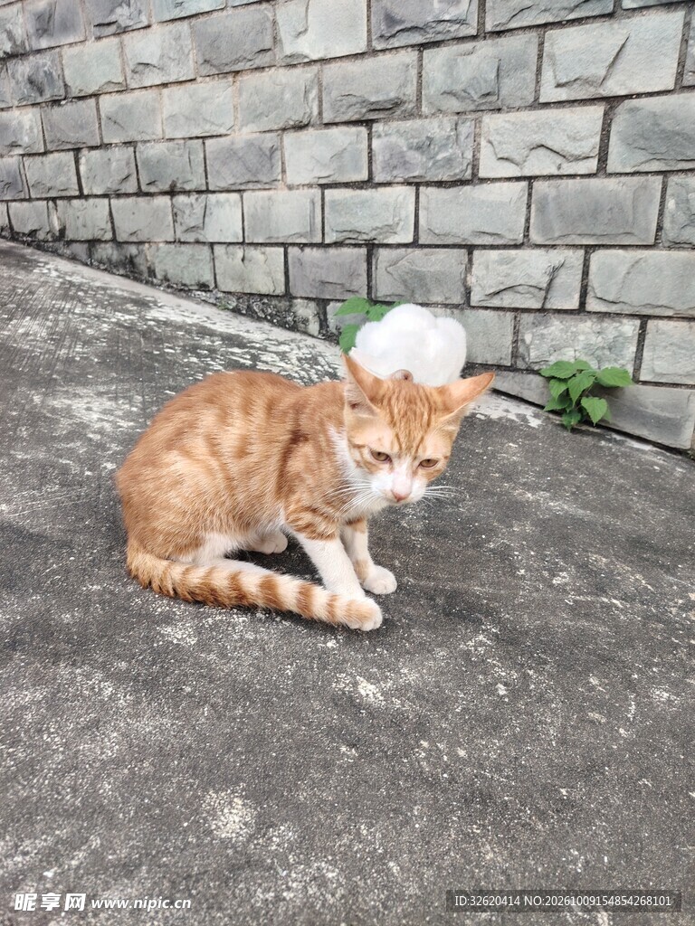 街边休憩的小橘猫