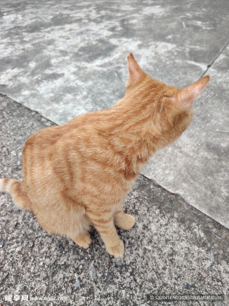 蹲坐的橘猫背影