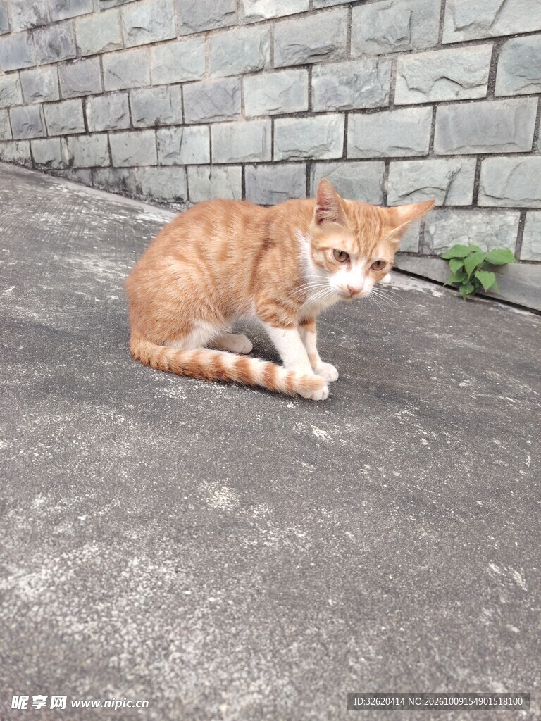 街边小橘猫