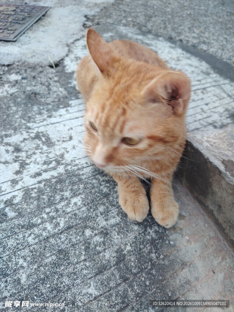 趴在石边的小橘猫