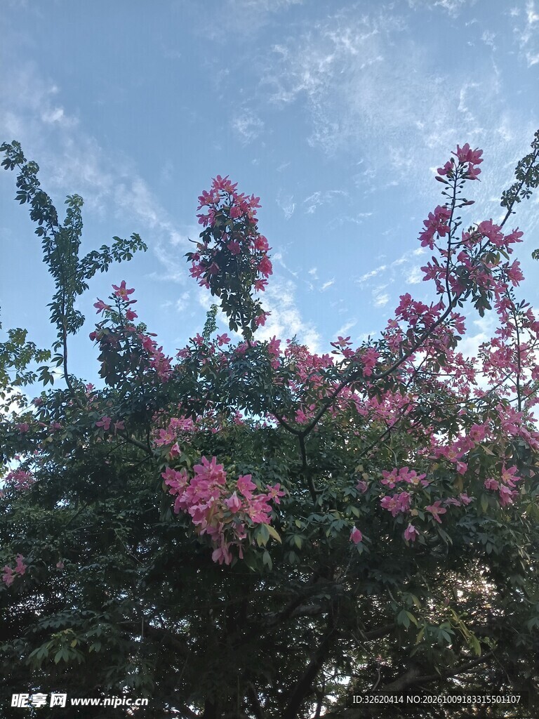 异木棉