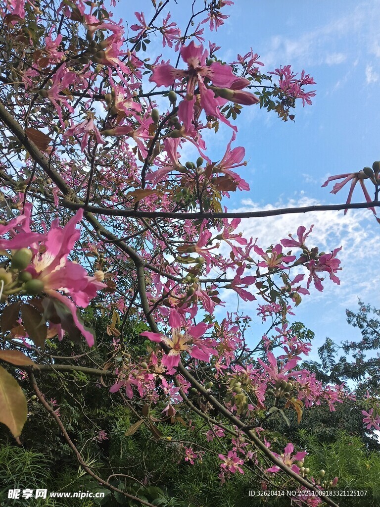 异木棉