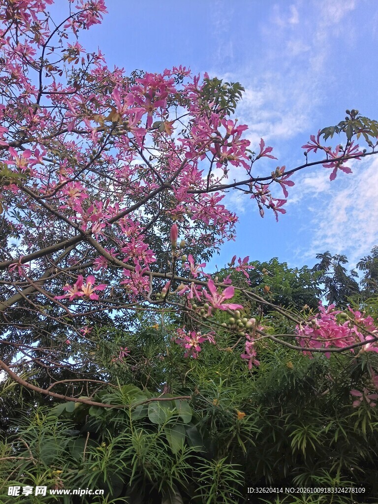 异木棉