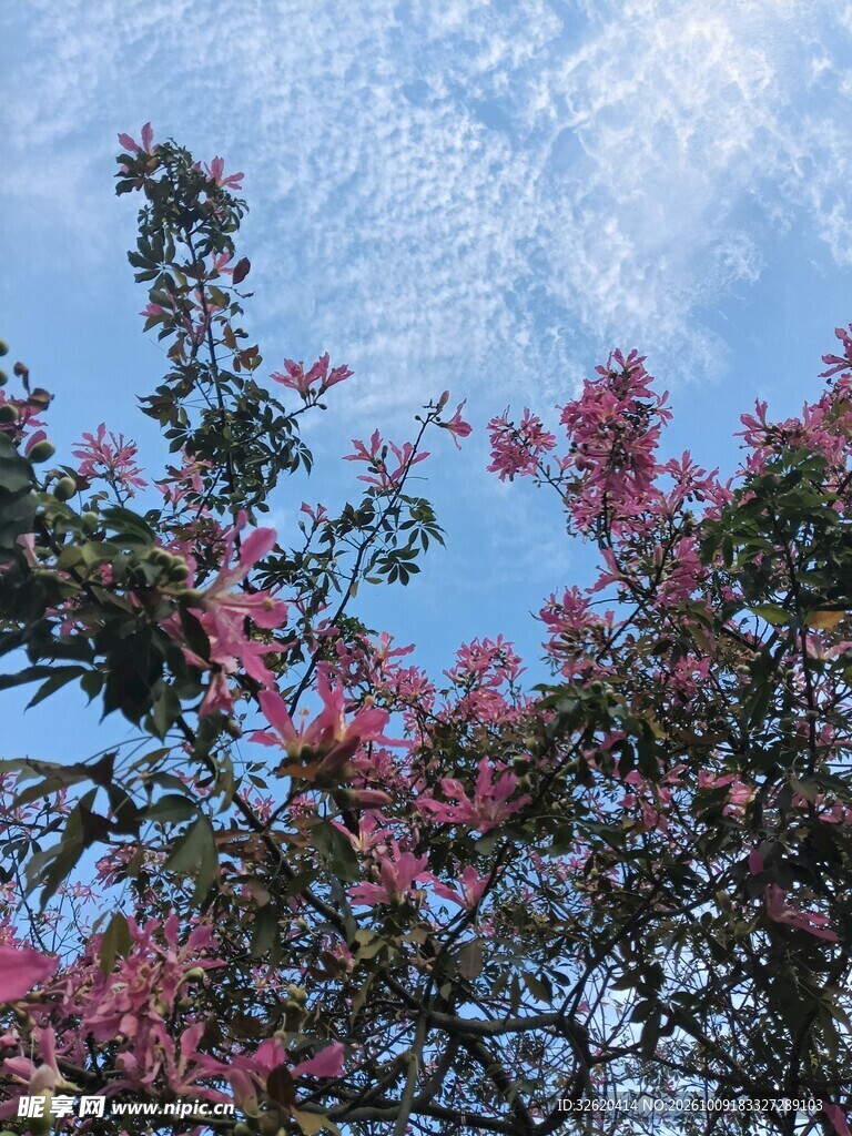 异木棉
