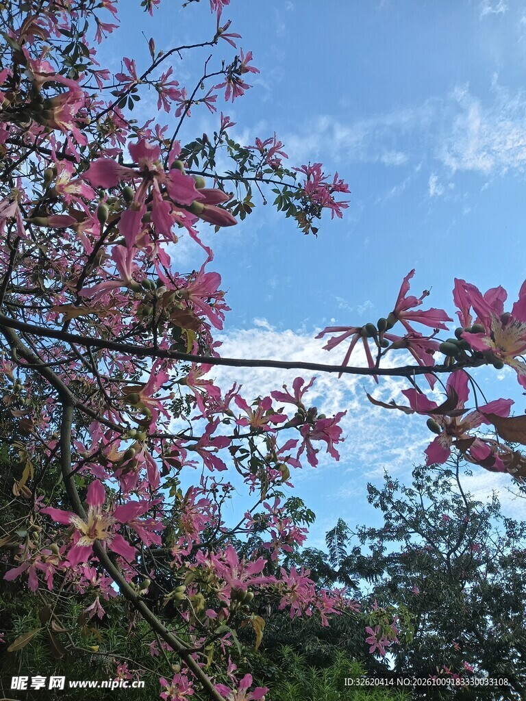 异木棉