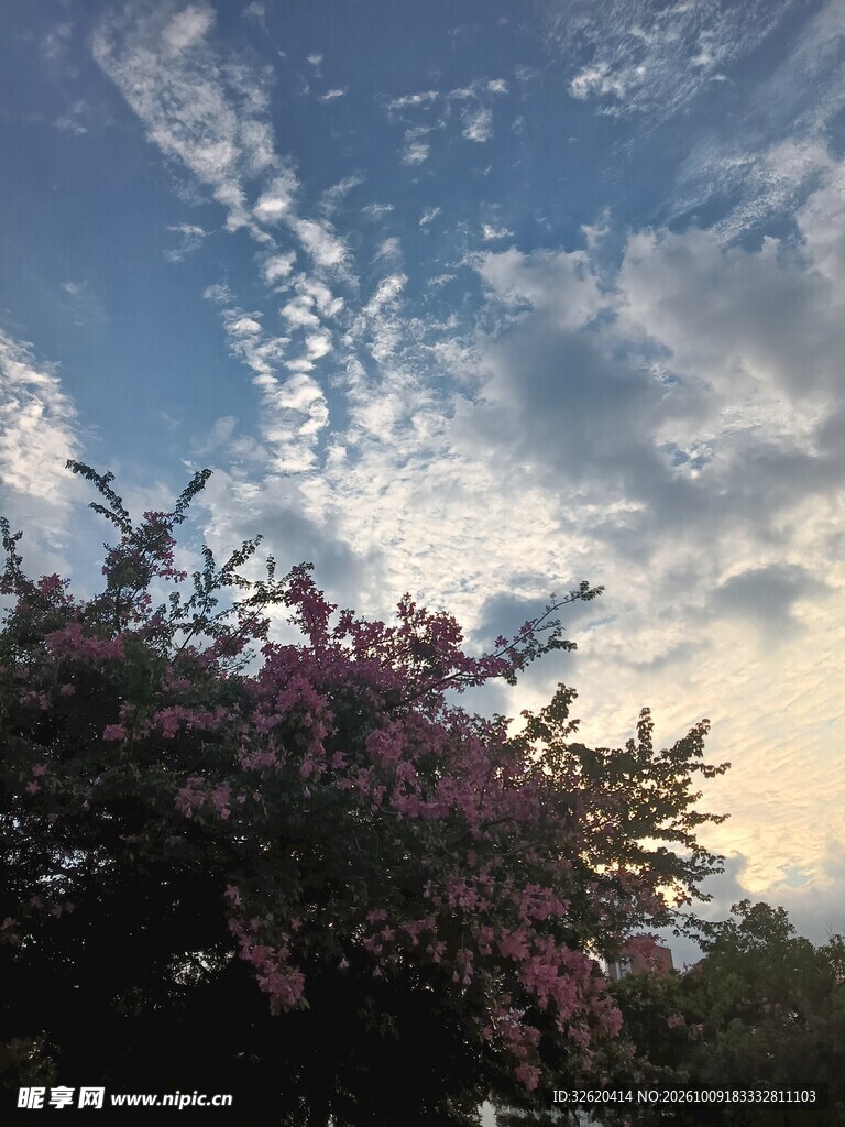 异木棉