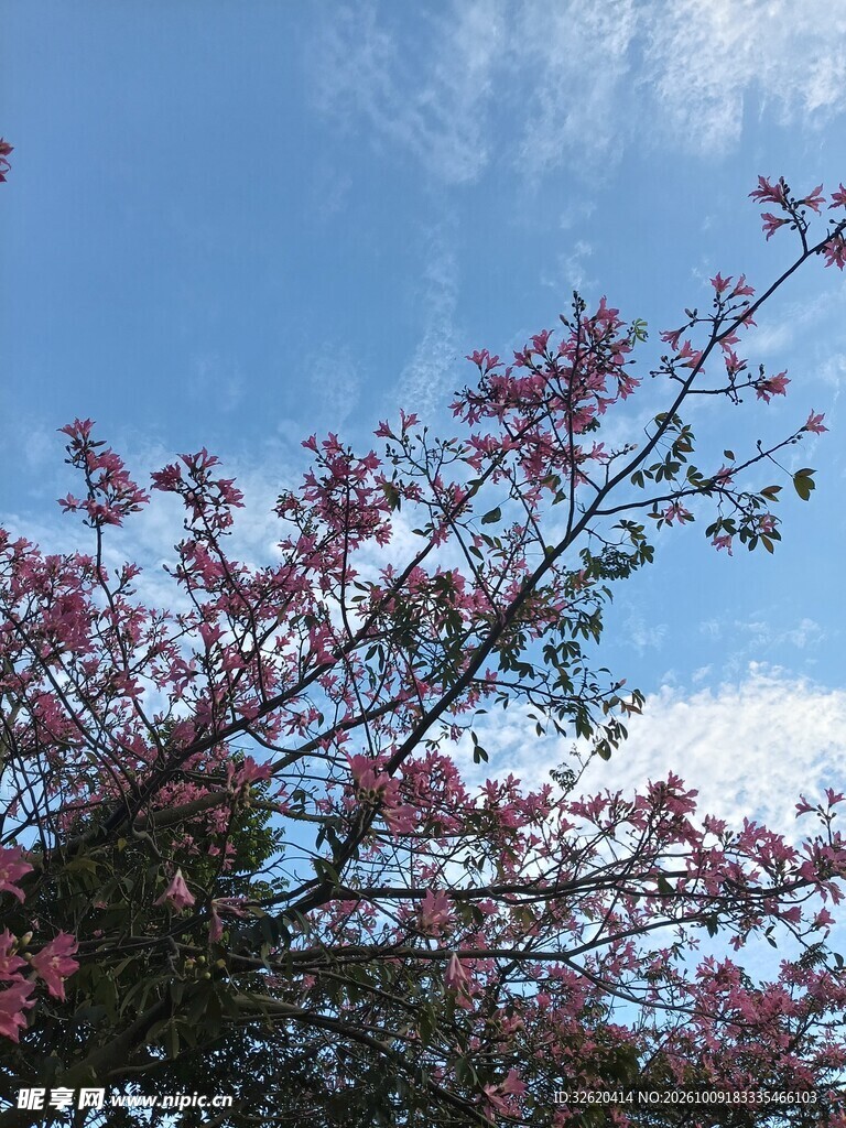 异木棉