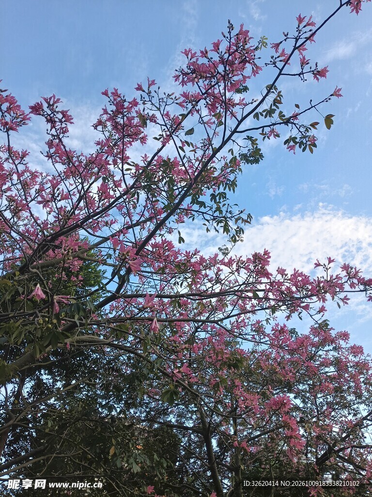 异木棉