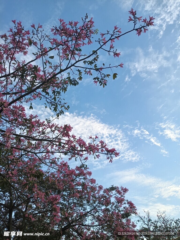 异木棉