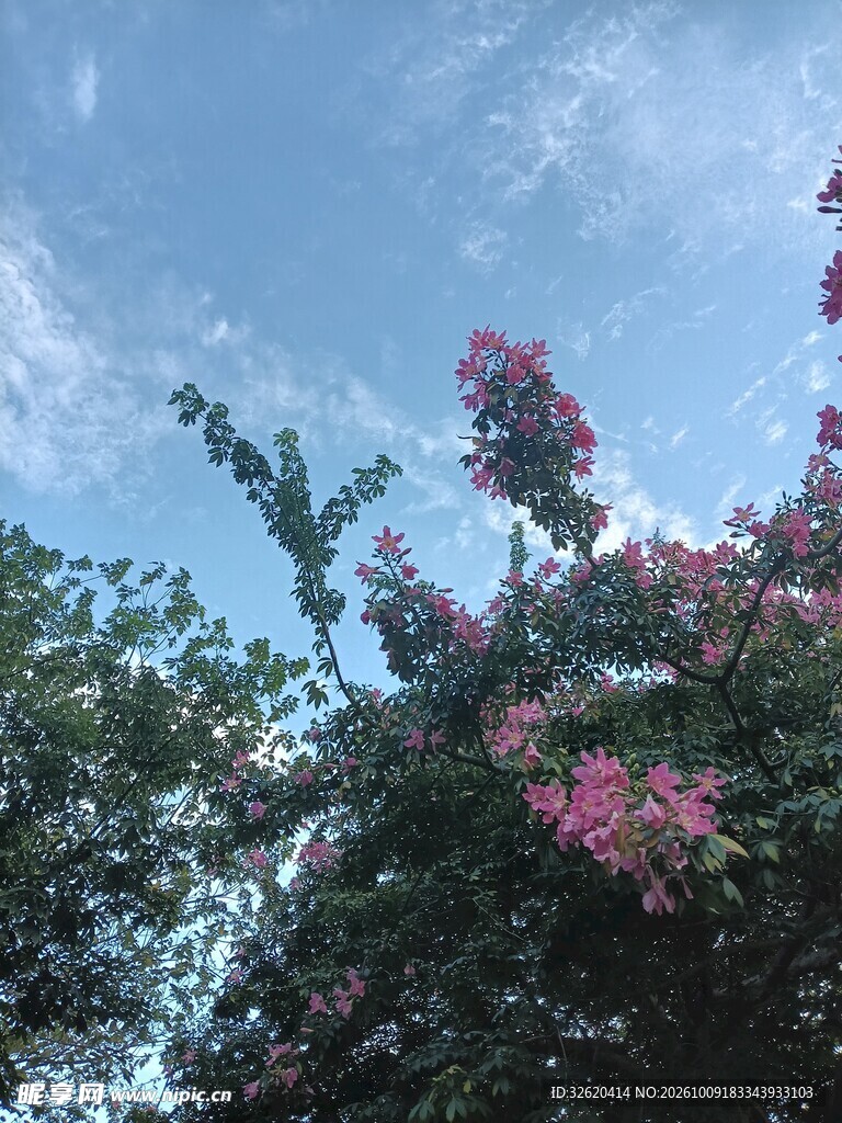 异木棉