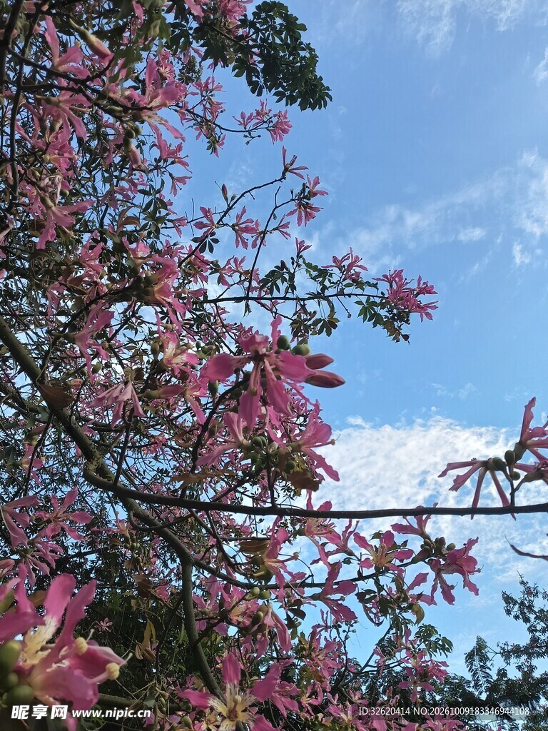 异木棉