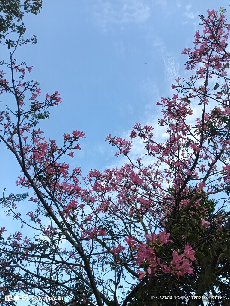 异木棉