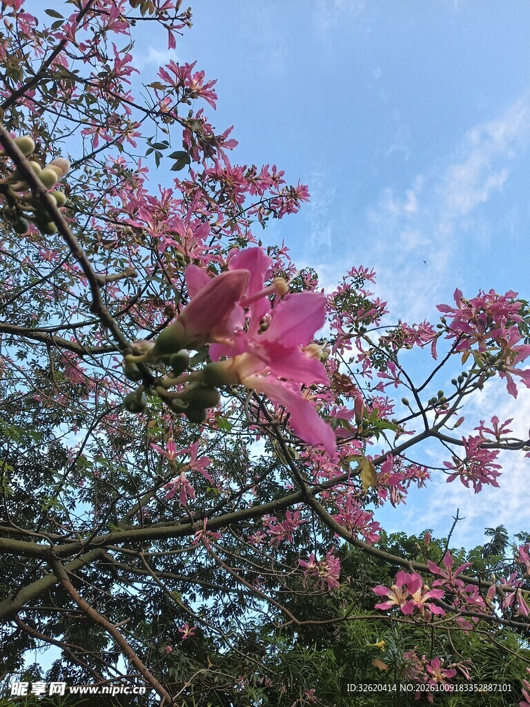 异木棉
