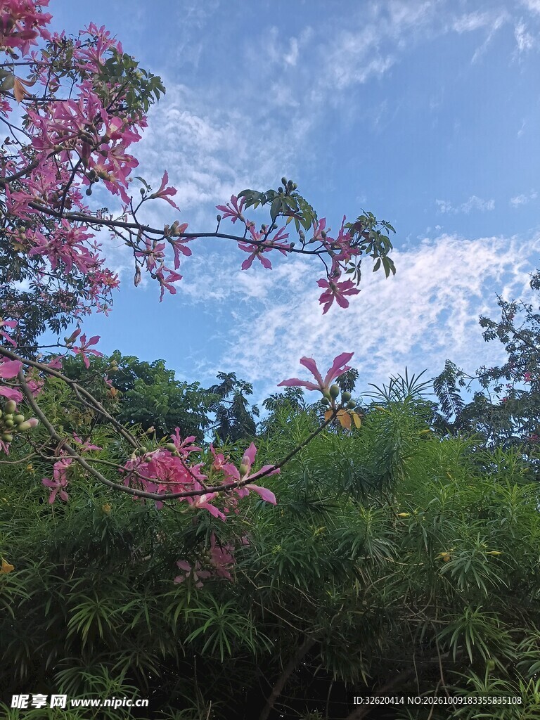异木棉