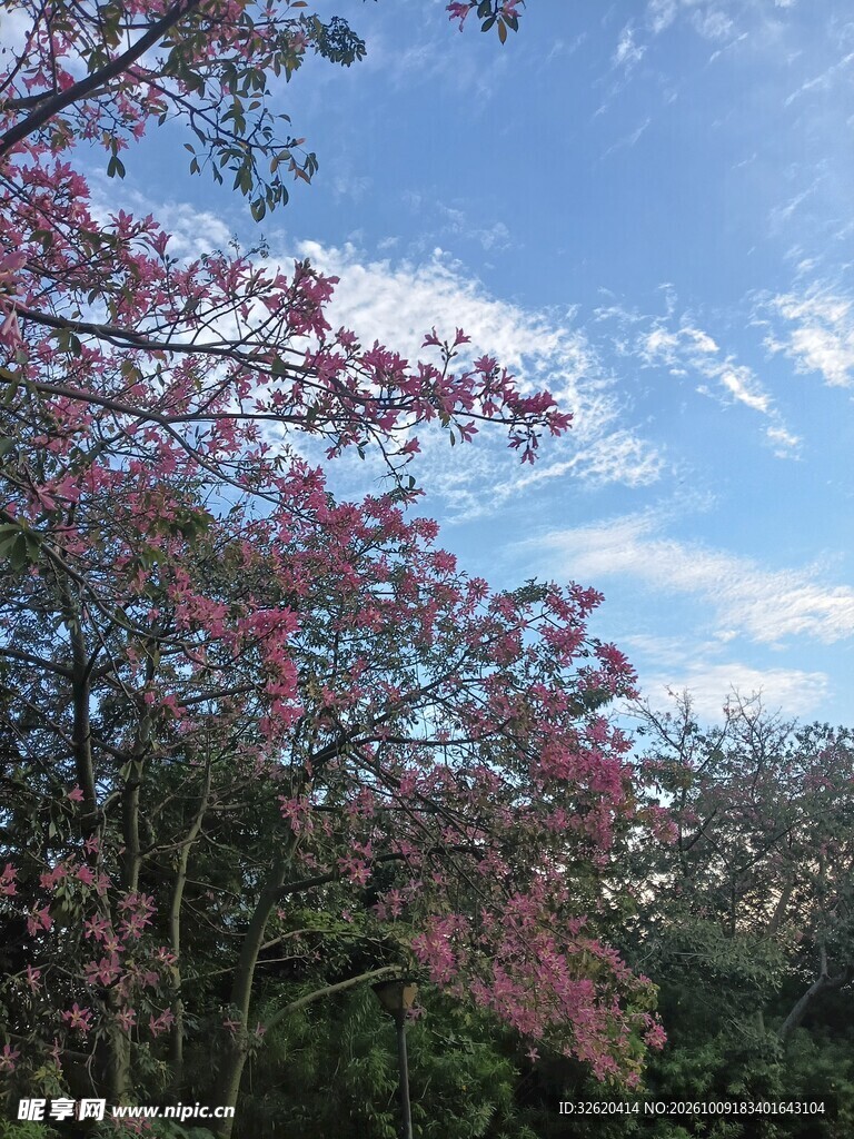 异木棉