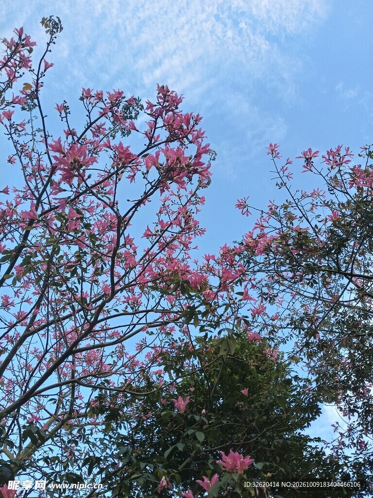 异木棉
