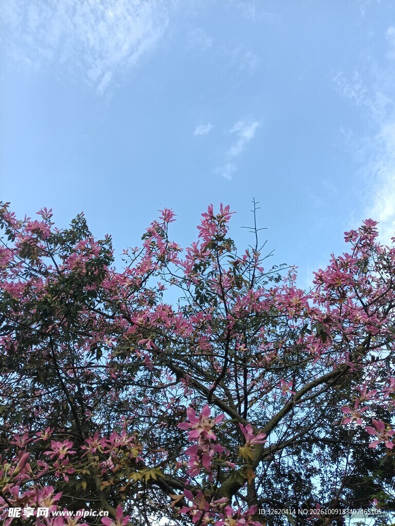 异木棉