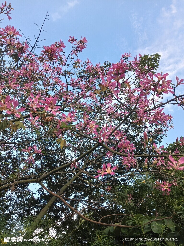 异木棉