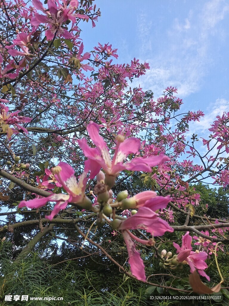 异木棉
