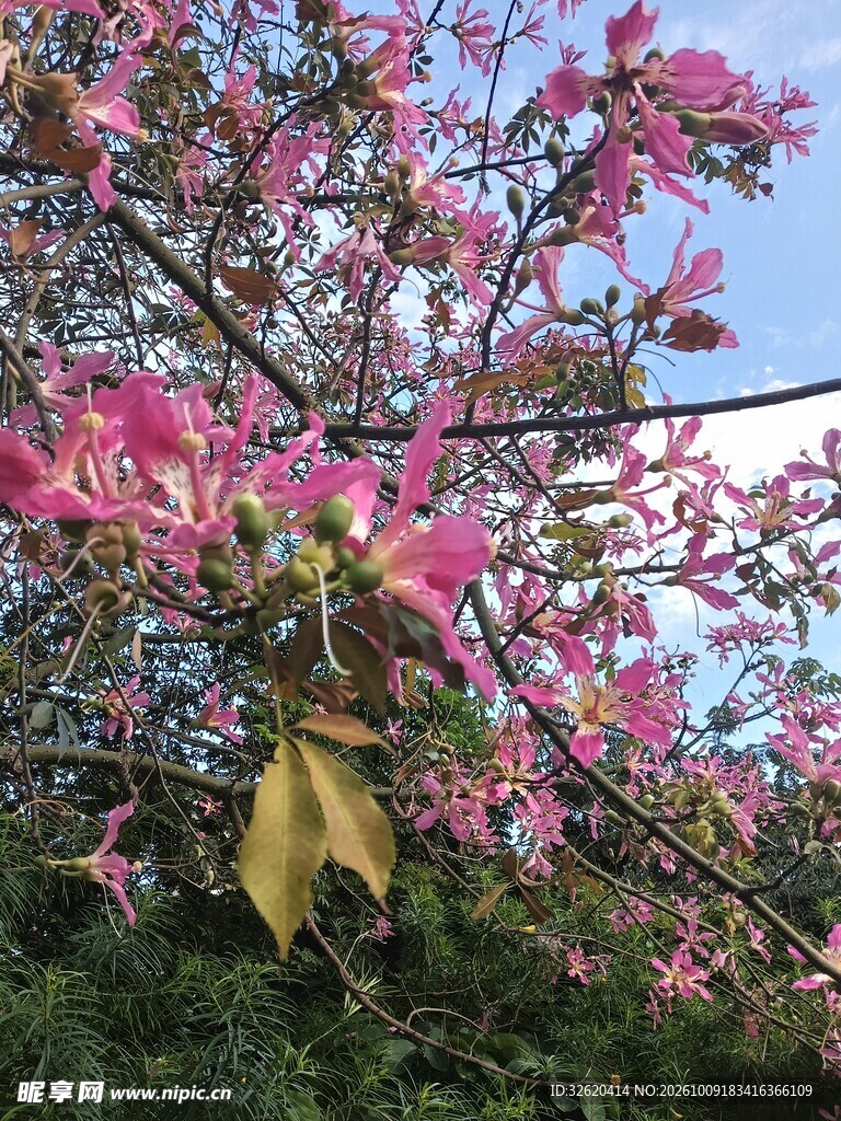 异木棉