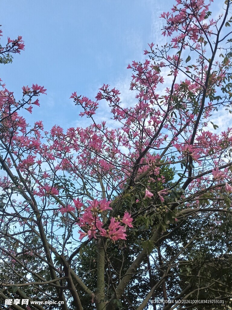 异木棉