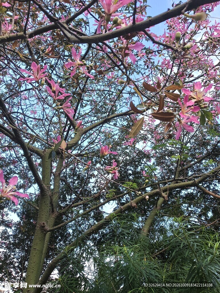 异木棉
