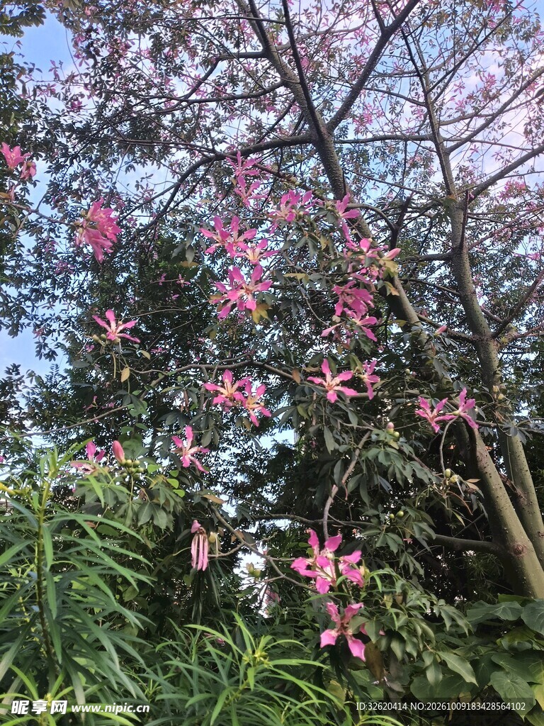 异木棉