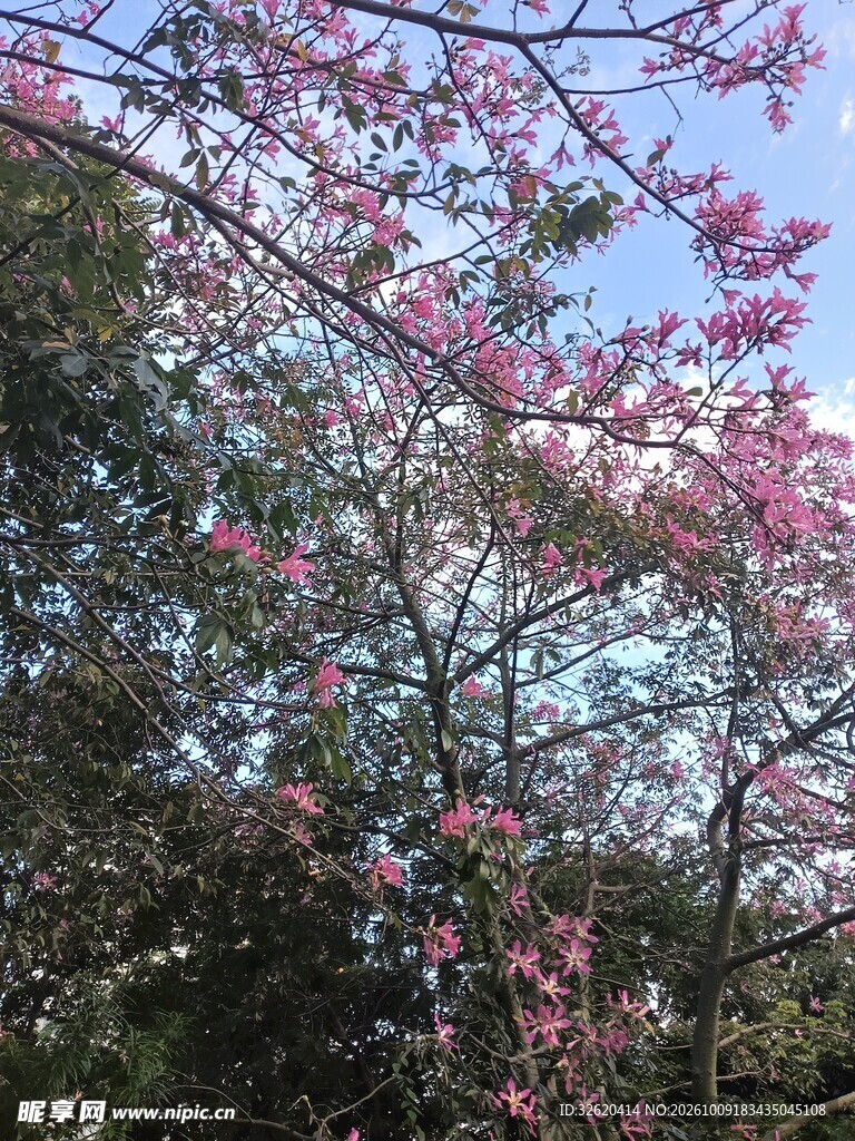异木棉