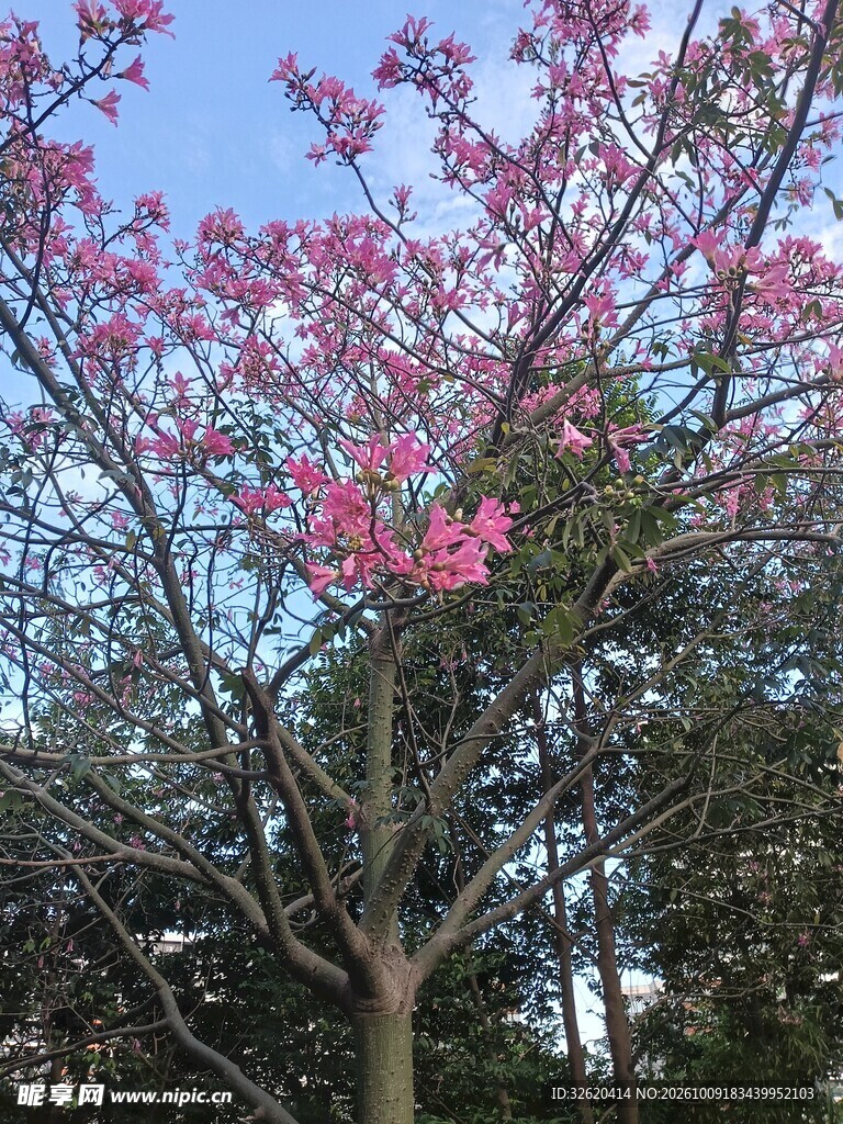 异木棉