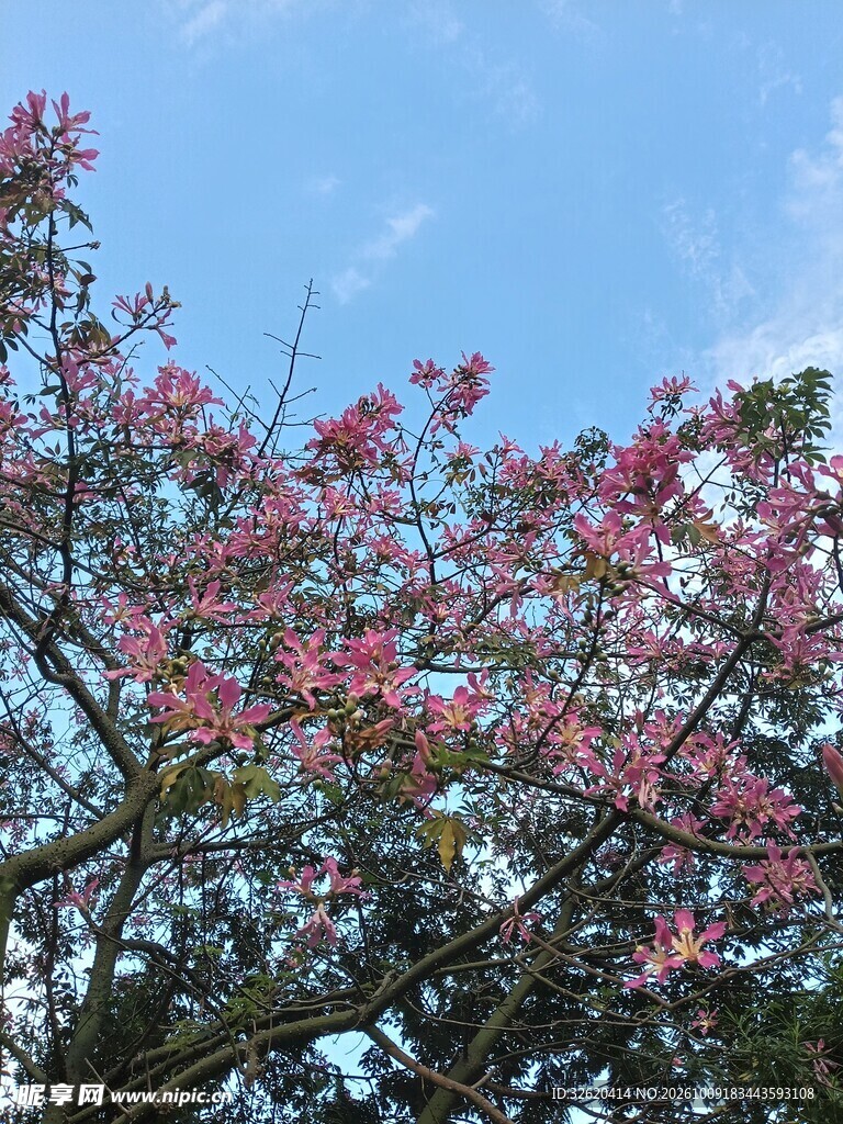 异木棉