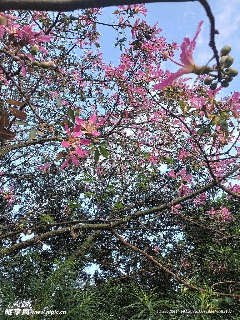 异木棉