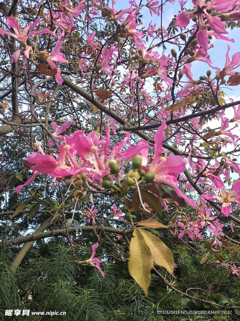 异木棉
