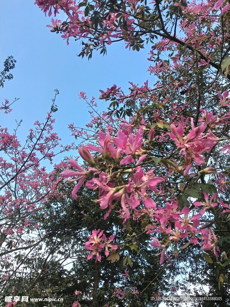 异木棉