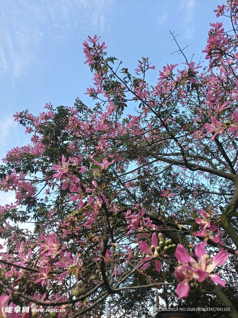 异木棉