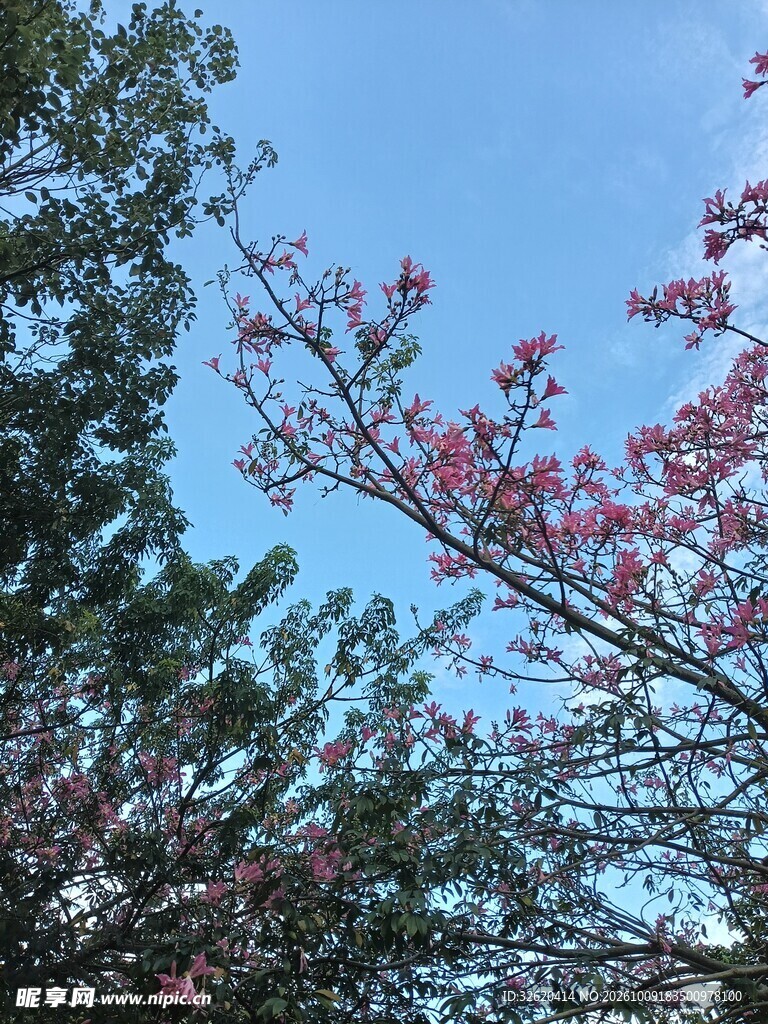 异木棉