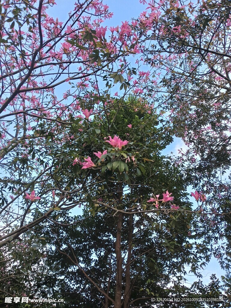 异木棉