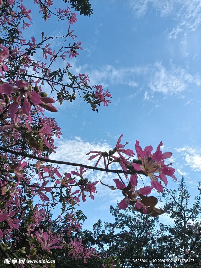 异木棉