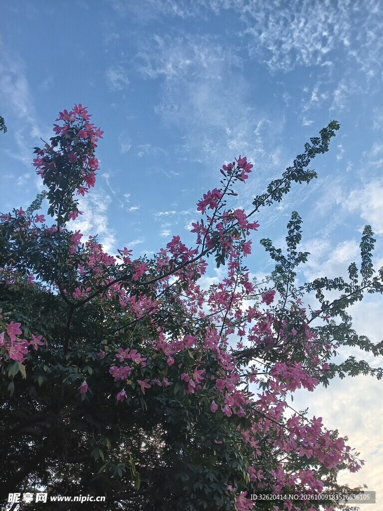 异木棉