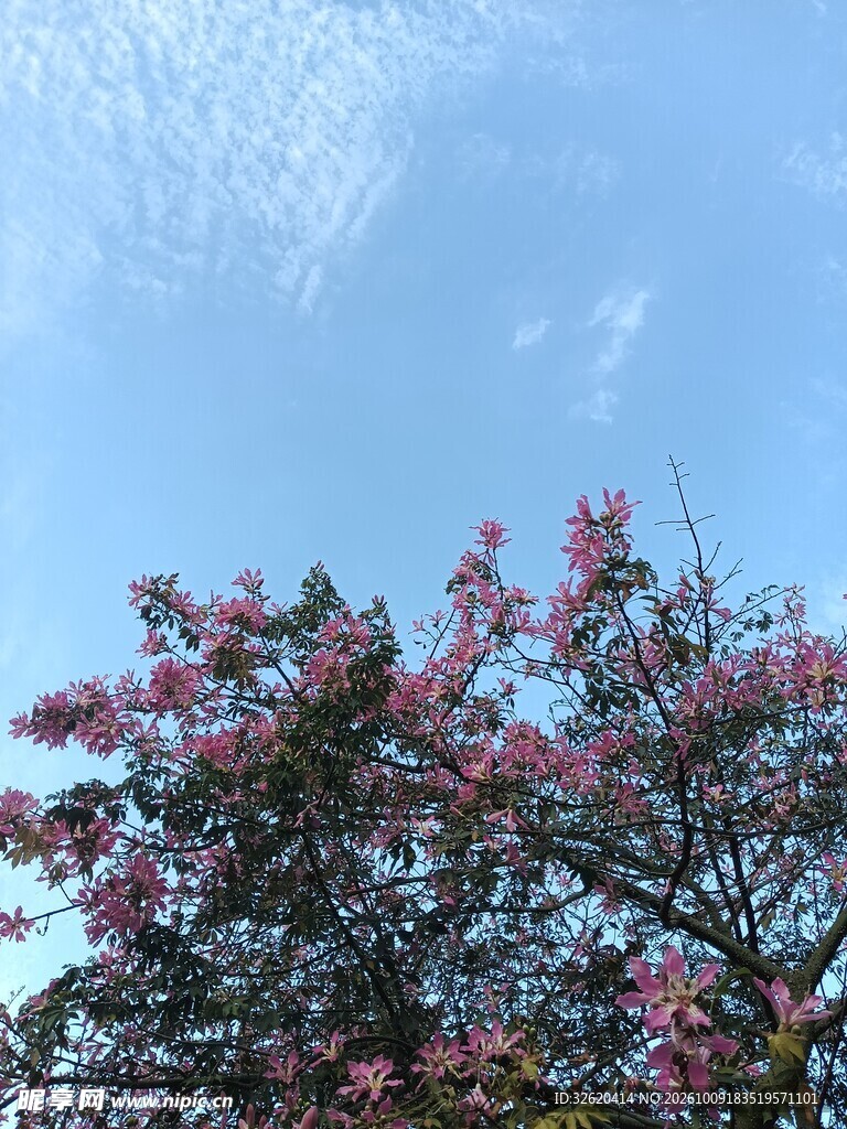 异木棉
